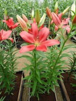 [4046 Treasure Island No01.JPG]